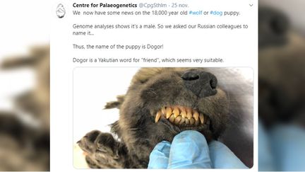 Un tweet du Centre de paléogénétique de Stockholm, publié le 25 novembre 2019, montre le canidé découvert en 2018 dans le permafrost sibérien. (CENTER FOR PALAEOGENETICS / TWITTER)