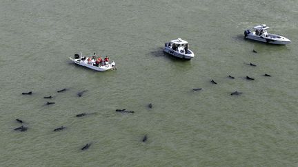 Des officiers des forces de l'ordre observent la dizaine de&nbsp;baleines-pilotes &eacute;chou&eacute;es dans les eaux du parc national des Everglades (Floride, Etats-Unis), le 4 d&eacute;cembre 2013. (LYNNE SLADKY / AP / SIPA)