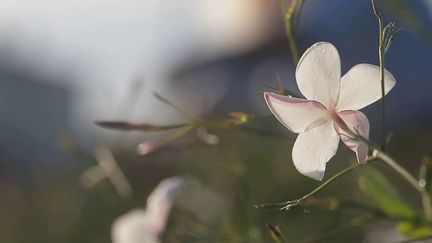 Alpes-Maritimes :&nbsp;le jasmin, une fleur emblématique de la ville de Grasse (France 3)