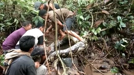 Des villageois tentent de capturer un python géant, sur l'île de Sumatra (Indonésie), le 11 décembre 2018. (RONALD EFFENDI / AFP)