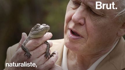 Il a sensibilisé le monde entier à la beauté fragile de la planète et mis sa voix au service des plus grands documentaires animaliers. Voici la vie de Sir David Attenborough.