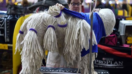 Un komondor en pleine s&eacute;ance de toilettage dans les coulisses du concours canin de Westminster &agrave; New York (Etats-Unis), le 17 f&eacute;vrier 2015. (TIMOTHY A. CLARY / AFP)