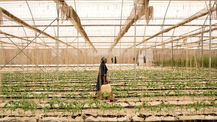 Une serre la ferme&nbsp;ferme automatisée Sidibé Agrotechniques au Mali. (ANNIE RISEMBERG / REUTERS)