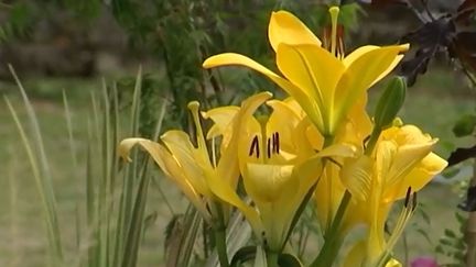 Ce dimanche 4 juin, les habitants de Rochefort (Charente-Maritime) ont pu profiter d'une balade botanique et repartir avec de quoi décorer leur jardin. (France 3)