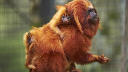 Les jumeaux tamarins lions dorés accrochés au dos de l'un de leurs parents. (Zoo La Palmyre / Florence PERROUX)