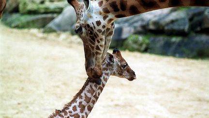 Des girafes du zoo de Doué-la-Fontaine (Maine-et-Loire), en 2000. (MAXPPP)