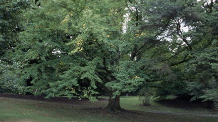 Arbre au caramel, que les botanistes appellent Cercidiphyllum Japonicum. (DEA / RANDOM / DE AGOSTINI EDITORIAL / GETTY IMAGES)