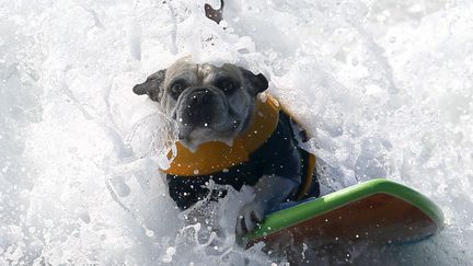 Un chien participe au traditionnel concours de surf canin &agrave; Huntington Beach (Californie), le 30 septembre 2012. (LUCY NICHOLSON / REUTERS)