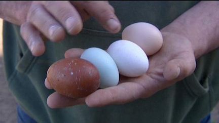 Un des oeufs verts découverts par Bernard Kohr dans son poulailler, à Draguignan (Var). (FRANCE 3 COTE D'AZUR)