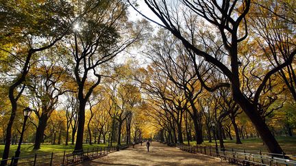 Une all&eacute;e de Central Park, &agrave; New York (Etats-Unis), le 1er novembre 2006. (MIKE SEGAR / REUTERS)