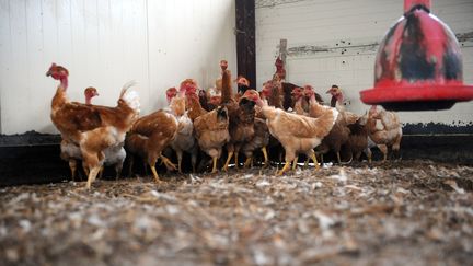 Les 90 000 poules sauvées par les pompiers devront être abattues. L'exploitation ne pourra pas s'en occuper avant les réparations et certaines ont été intoxiquées selont le maire de Chatte.&nbsp; (REMY GABALDA / AFP)