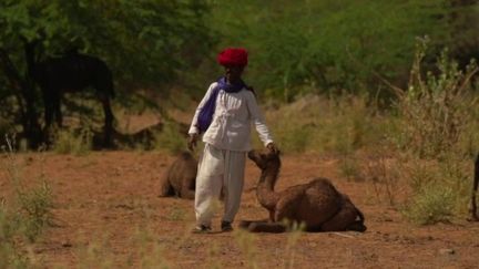 Inde : à la découverte des Raika, les gardiens de dromadaires