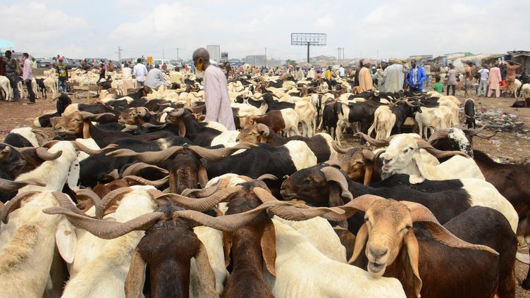 A herd in Ogun State, Nigeria, on July 29, 2020 (photo illustration).  (OLUKAYODE JAIYEOLA / NURPHOTO / AFP)