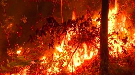 Incendie :&nbsp;plus de 600 hectares de végétation détruits dans le Gard (France 3)