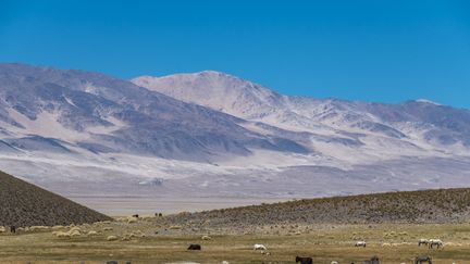 Paysage de la province de Catamarca, en Argentine. (GUY CHRISTIAN / HEMIS.FR / AFP)