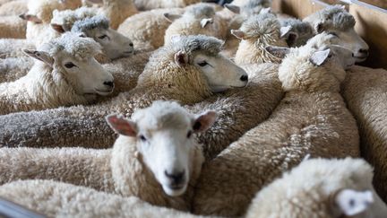 Des moutons lors de la compétition Golden Shears International à Masterton (Nouvelle Zélande), le 4 mars 2023. (MARTY MELVILLE / AFP)