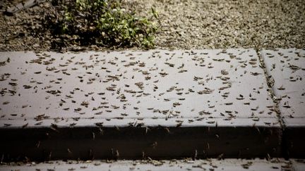 Des sauterelles sur un trottoir de Las Vegas (Nevada), le 26 juillet 2019. (BRIDGET BENNETT/AFP / AFP)