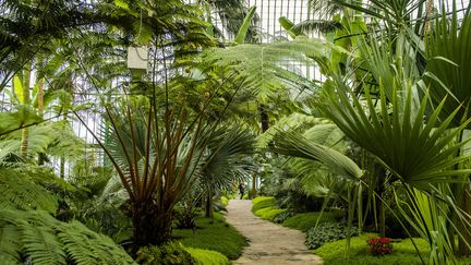 Plantes tropicales dans les Serres royales de Bruxelles
 (Laurie Dieffembacq / Belga Mag / Belga / AFP)