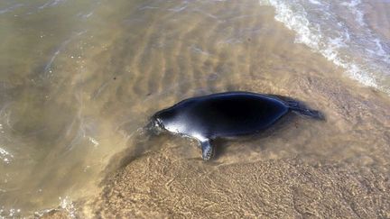 Un phoque mort, échoué sur le rivage, le 29 octobre 2017, au bord du lac Baïkal en Sibérie (Russie). (OLEG MACHULLSKIY / AP / SIPA)