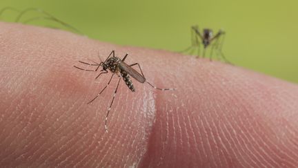 Un moustique&nbsp;porteur des virus de la dengue, de la fi&egrave;vre jaune et du chikungunya, qui peut aussi transmettre le virus Zika. (ROGER ERITJA / BIOSPHOTO / AFP)