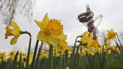 Jonquilles en fleurs également chez nos voisins britanniques, comme ici dans le Parc olympique de Londres, le 17 décembre. (FRANK AUGSTEIN / AP / SIPA)