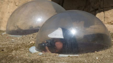 Un visiteur photographie des chiens de prairies au zoo de Los Angeles (Californie, Etats-Unis), le 26 mars 2013. (JOE KLAMAR / AFP)