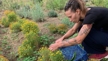 Dans le Languedoc, la cheffe étoilée Amélie Darvas cultive elle-même ses plantes aromatiques et ses herbes potagères, pour une cuisine qu'elle veut de plus en plus végétale. (BERNARD THOMASSON / RADIOFRANCE)