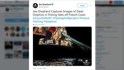 L'ONG Sea Shepherd, spécialisée dans la protection des mers et de la biodiversité marine, diffuse, jeudi 21 février, des images de dauphins pris au piège dans des filets de pêche dans le Golfe de Gascogne. (CAPTURE ECRAN TWITTER)