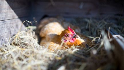 Une poule couve dans un box sur une litière de foin à Boulancourt (Seine-et-Marne), en mai 2017. (JULIETTE AVICE / HANS LUCAS / AFP)