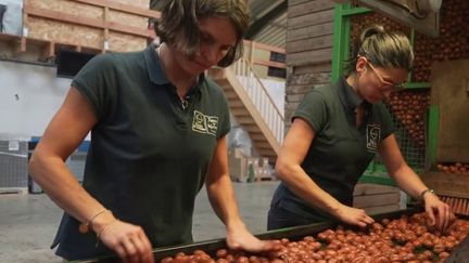 Les petits plats dans l'écran&nbsp;: avec l’automne vient la récolte de la noix de Grenoble&nbsp; (FRANCE 2)