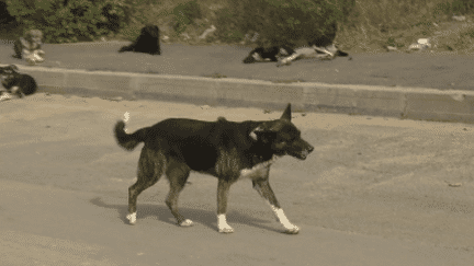 Chien errant à Bucarest, en Roumanie. (DR)