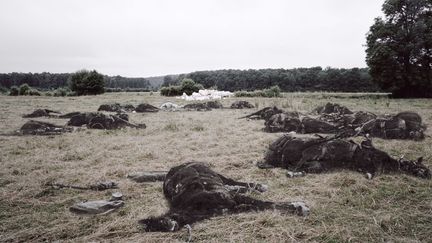 Des chevaux morts &agrave; la suite d'une charge offensive &agrave;&nbsp;Minaucourt-le-Mesnil-l&egrave;s-Hurlus (Marne), 1915.&nbsp;Montage image couleur Minaucourt-le-Mesnil-l&egrave;s-Hurlus (Marne), 2013. (GUILLAUME AMAT / SIGNATURES)