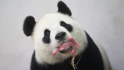 Un bébé panda géant est né, dans la nuit du 1er au 2 juin 2016, dans le parc animalier de Pairi Daiza en Belgique. (PAIRI DAIZA / BENOIT BOU / BELGA MAG / AFP)