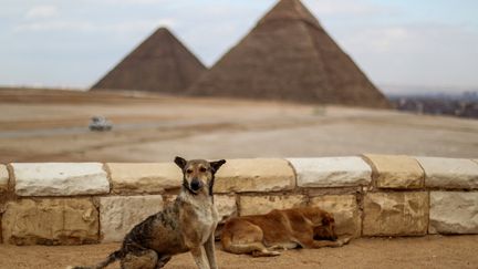 Nécropole de Guizeh - Egypte
Les touristes ont déserté les célèbres pyramides depuis que les&nbsp;compagnies aériennes ne les y emmènent plus. Parmi eux, les Chinois étaient les plus nombreux. L'Egypte est le premier pays d'Afrique à avoir comptabilisé un cas de Covid-19. (MOHAMED EL-SHAHED / AFP)