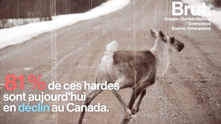 C’est un des symboles du Canada. Le caribou forestier pourrait bien finir par disparaître… mais ce n’est pas le seul.