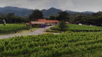 Dans une région au climat peu propice à la viticulture, un vignoble familial en Thaïlande parvient à se développer malgré des contraintes imposées par les lois locales.