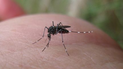 Un moustique Aedes aegypti (&copy; John Tann on Visual Hunt
&nbsp;)