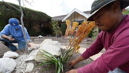 Des paysagistes installent un sytème d'arrosage goute à goutte, dans un jardin privé du quartier de San Fernando Valley de Los Angeles. (ROBYN BECK / AFP)