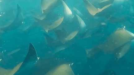 Mexique : le fascinant ballet aquatique des raies Mobula