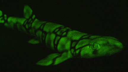 Un requin fluorescent, près de San Diego en Californie (Etats-Unis), en 2015.&nbsp; (AFP PHOTO / DAVID GRUBER / CITY UNIVERSITY OF NEW YORK)