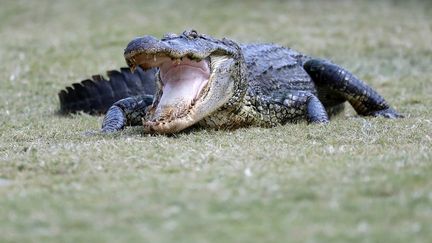 Un alligatoren Louisiane (USA). Photo d'illustration (ROB CARR / GETTY IMAGES NORTH AMERICA)
