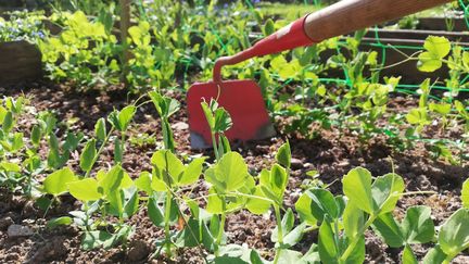 Une binette dans un potager,. (NICOLAS BLANZAT / RADIO FRANCE)