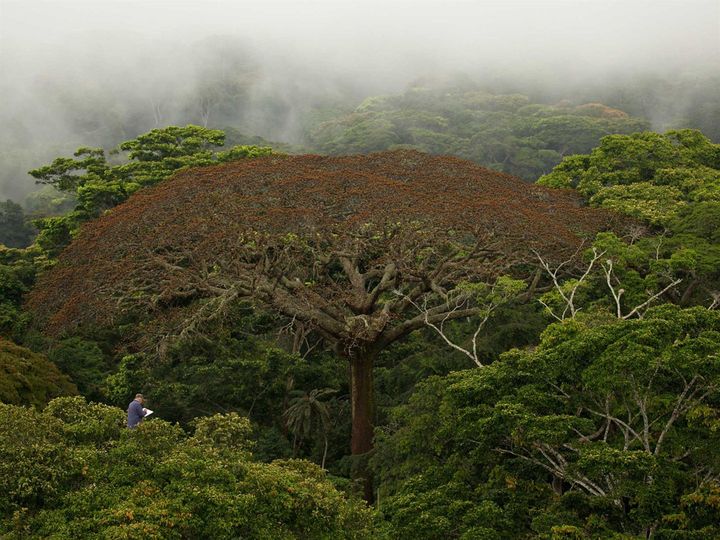 Francis Hallé dans un arbre, dans le documentaire de Luc Jacquet, 2012 (The Walt Disney Company France)