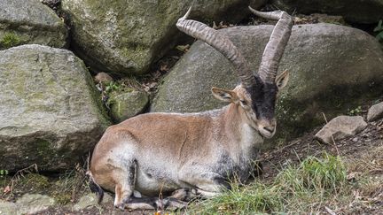 Un bouquetin, dans les Pyrénées. (PHILIPPE CL?MENT / MAXPPP)