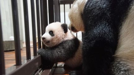 Xiang Xiang et sa mère&nbsp;Shin Shin,&nbsp;au&nbsp;zoo d'Ueno, à Tokyo (Japon), le 10 octobre 2017.&nbsp; (TOKYO ZOOLOGICAL PARK SOCIETY / AFP)