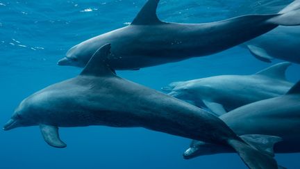 Des dauphins dans l'océan Indien vers Mayotte. (GETTY IMAGES)