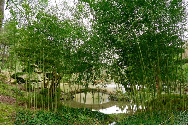 Une utilisation maîtrisée du phyllostachys, au Parc oriental de Maulévrier (Maine-et-Loire) (ISABELLE MORAND / RADIO FRANCE)