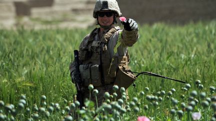 Un soldat am&eacute;ricain dans un champ de pavot le 24 avril 2011 en Afghanistan. (BAY ISMOYO / AFP)