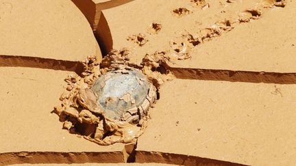 Une tortue se fraie un chemin &agrave; travers de la boue pr&egrave;s de la fronti&egrave;re isra&eacute;lo-libanaise, le 29 juillet 2013. (ALI HASHISHO / REUTERS)