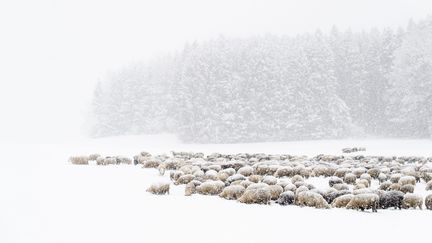 Un troupeau de moutons dans la neige. Photo d'illustration. (GIAN EHRENZELLER / MAXPPP)